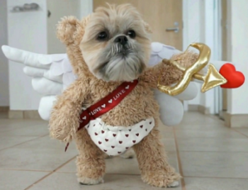 A teddy bear dressed as an angel holding a star.