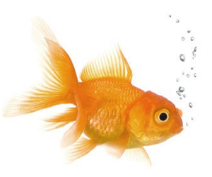Goldfish Are Beating You at Attention