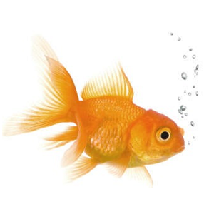 Energize Your Talent